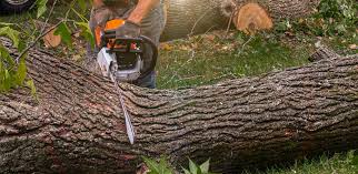  Auburn, IL Tree Removal Pros