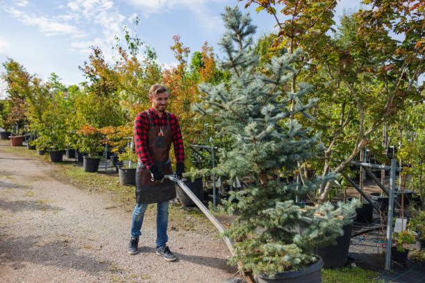 Best Tree Fertilization  in Auburn, IL