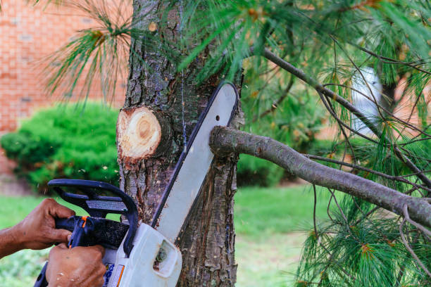 How Our Tree Care Process Works  in  Auburn, IL